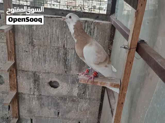 طير حمام فحل جميل