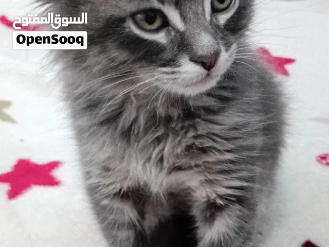 قط صغيره  منزليه