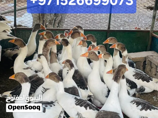بط ( أوز ) للبيع
