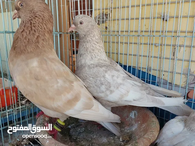 حمام طهراني