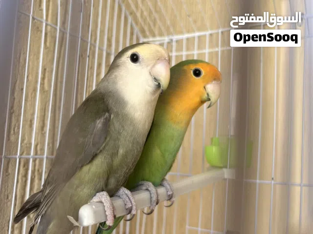كوبيه للبيع اقرأ وصف