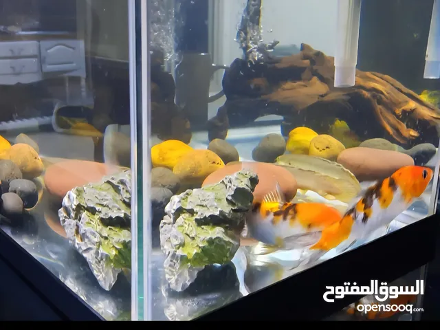 40L Fish Tank – Full Setup with Dual Filtration & Lighting