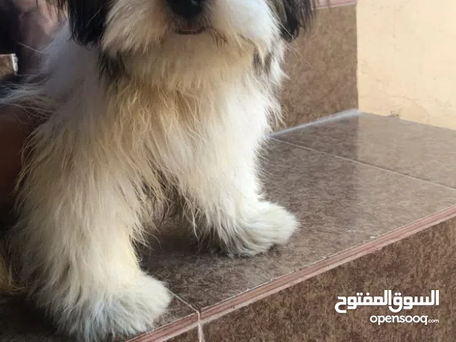 شيتزو للتزاوج