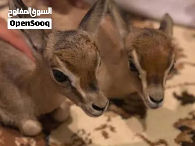 غزلان غزلان ريم عربي صافي