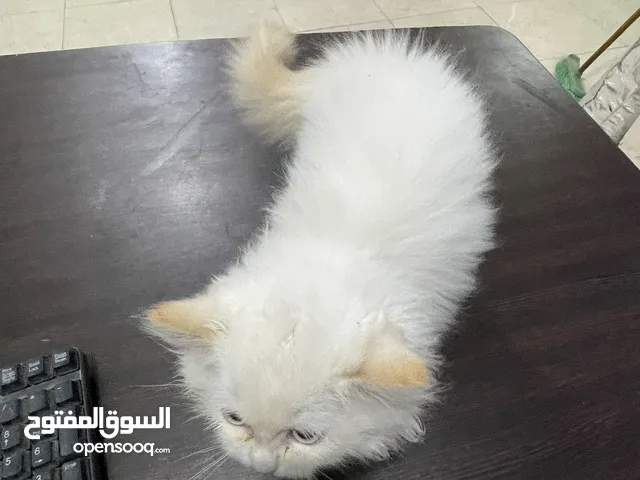 قطة هيمالايا اورانج 65 يوم كيتن ودان وديل اورانج