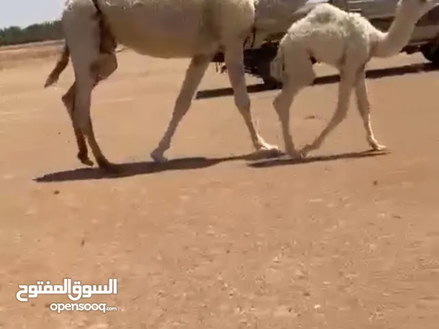 رباع تحتها حواره كفو على ولد مشاكل