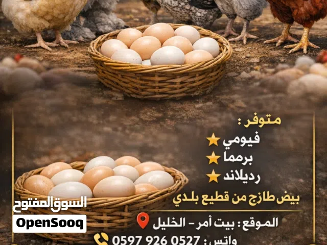 بيض برهما تفقيس موجود بيض بلادي للاكل