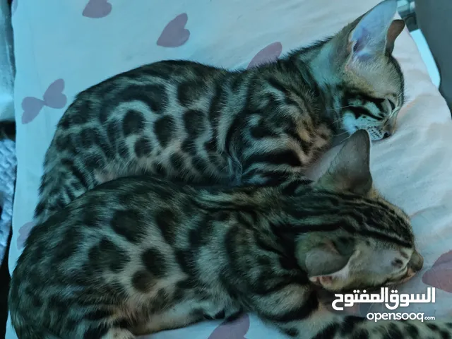 Luxury Bengal Kitten 1.Boy&1.Girl  Born: 15.04.2025