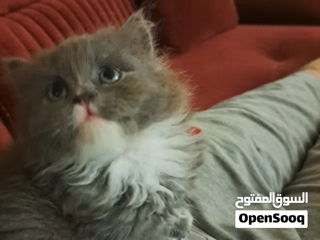 قط من ام شرازي واب برتش عمره 45 يوم