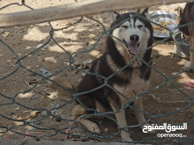 هاسكي انثى بيور اصل للبيع المستعجل
