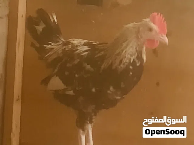 ديج كويتي شوكي