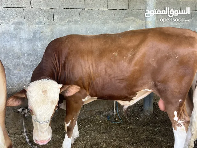 عجول سمان ومعلوفات