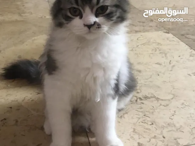 قط  ذكر للتبني مع مستلزماته