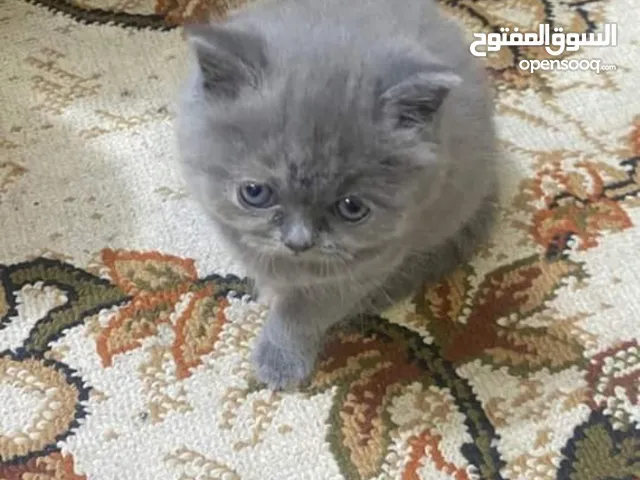 قطه اليفه فول صغيره