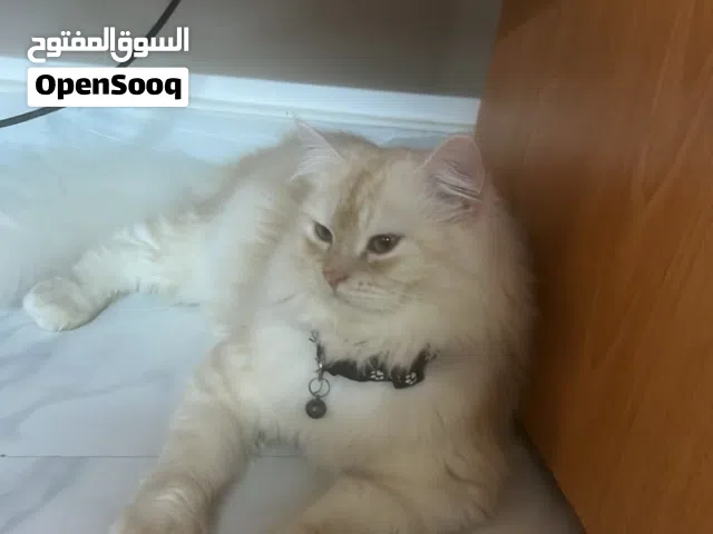 شيرازي اليف جداً