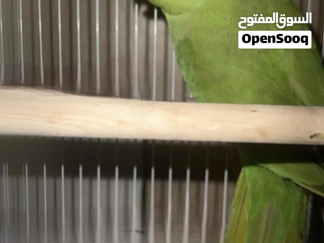 بغبغا دره هندي انثى سعره 300 وقابل للتفاوض
