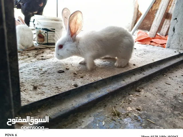 ارانب عمر شهرين وشوي عدد 10 7 اناثي و3ذكور 8حبات فرنسي وحبتين بلدي البيع كوم ع3الحبه
