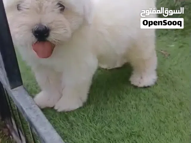 جرو شيتزو للبيع
