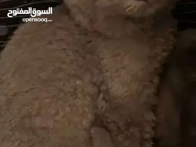 قطه للبيع بـ 500