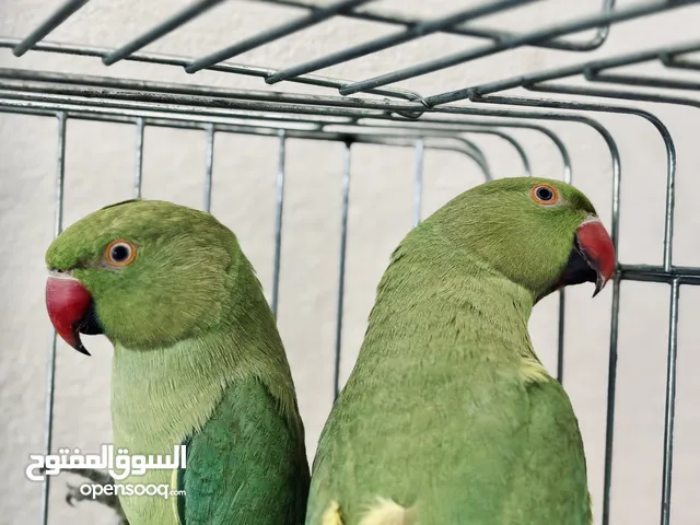 ببغاء دره عدد 2 للبيع في جرش والسعر قابل للتفاوض ان شاء الله