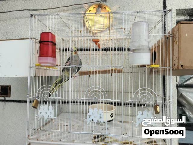 زوجين كوكتيل للبيع