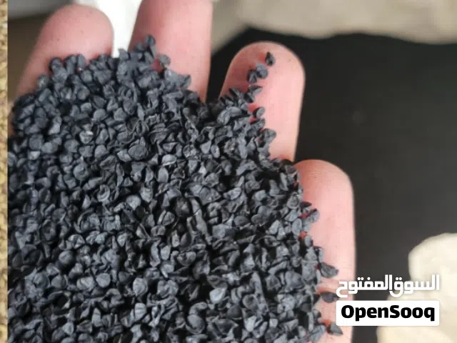 بذور بصل يمني أحمر ( نوع بافطيم ) بذر البصل اليمني ( إنتاج وادي حضرموت )