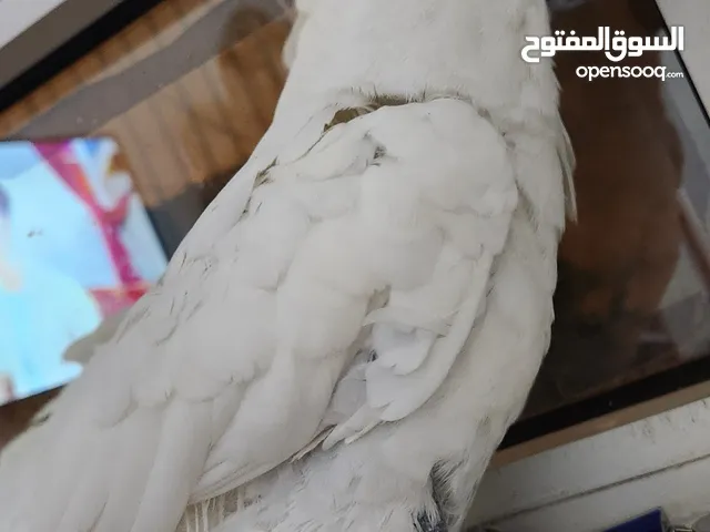 كوكاتو كرستد