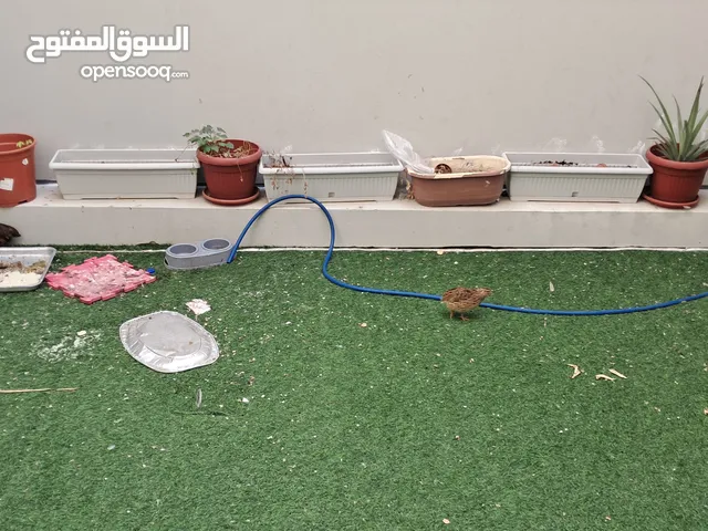 سمان فروخ بياض ينتج بيض مع بيضهم و صحن الماي وصحن الأكل مو متوفر لأن نحتاجة
