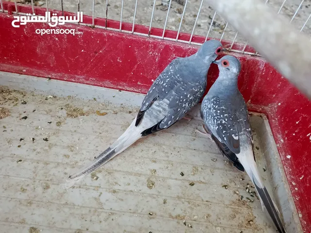 جوز ماسي شغال