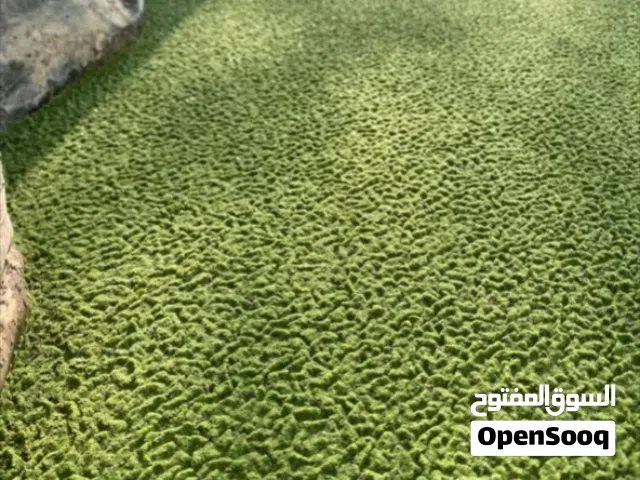 نبته الازوله الكيس 1ريال