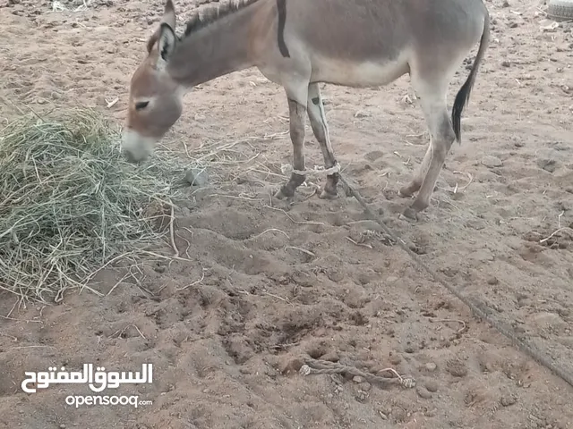للبيع جحش او حمار