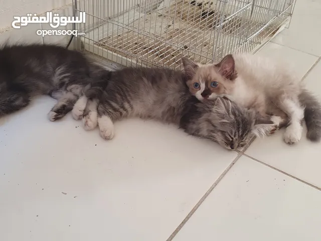 Kittens Sherazi قطه شيرازي Cats sherazi Big Kids