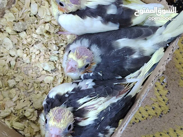 افراخ كوكتيل التك 30000