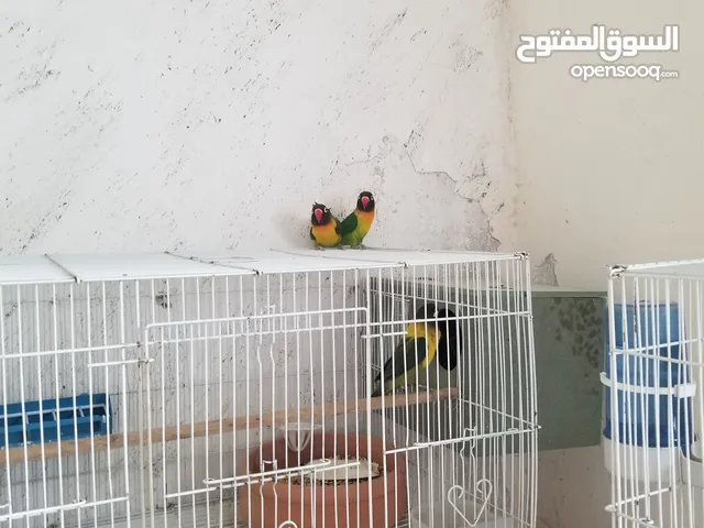 جوز فيشر جاهزات