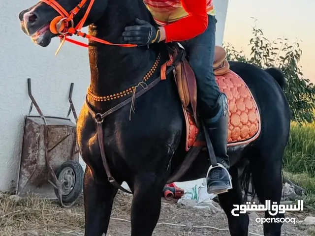 مطلوب مهر كويس