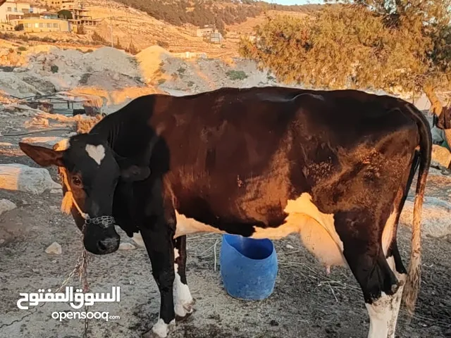 بقر لخم ام  ثالت