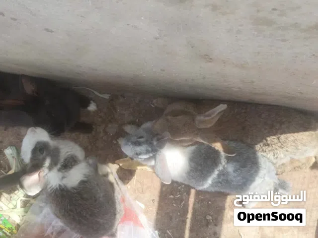 ارانب للبيع حرق