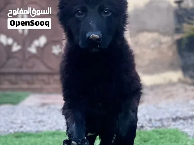 كلب جيرمن بيور بلاك جاك لونج هير كنج سايز