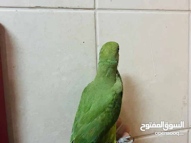 ببغاء درة للبيع