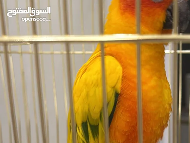 بغبغاء صن كنيور