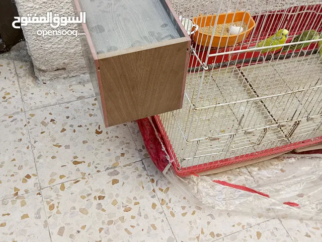 جوز حب مع 5فراخ