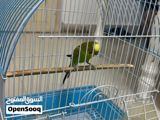 للبيع البغبغاء عق سعرك وشا مع القفص