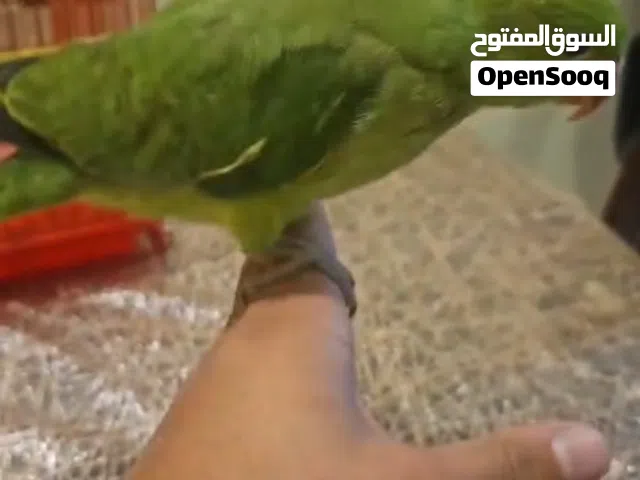للبيع فرخ متو ( درة ) الوصف مهم !