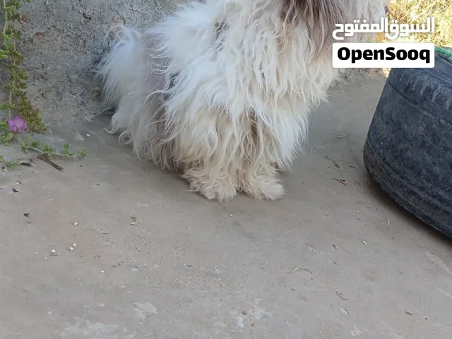 ذكر عمرو سنه ونص لعوب مع الطفال الكلب بدو احلاقه