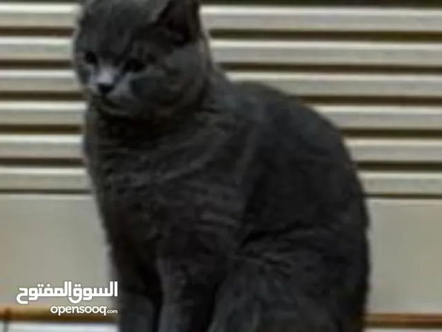 قطة حامل بريتش شورت هير للتبني