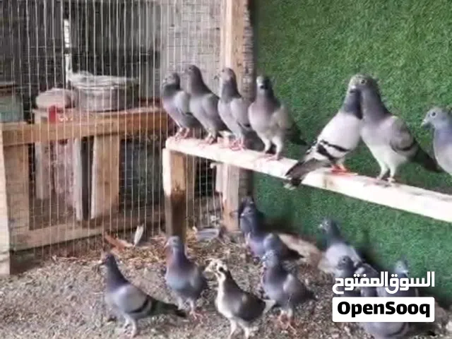 حمام زاجل الجامبو