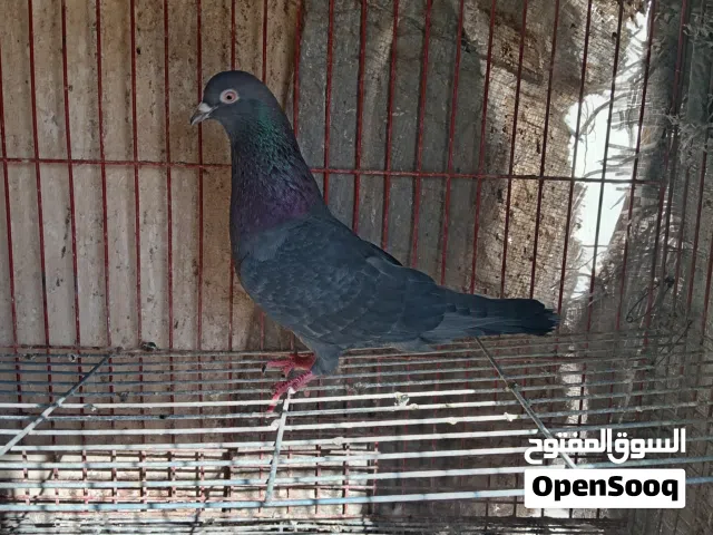 طبات حمام قطيفي
