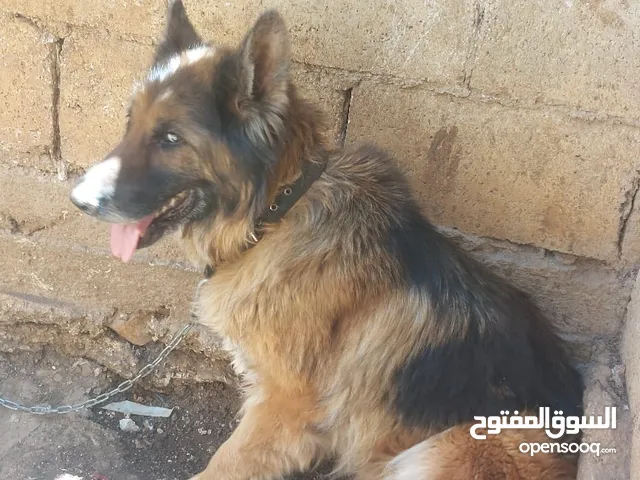 انثى جيرمن كسحه قريب تطلب تزاوجً