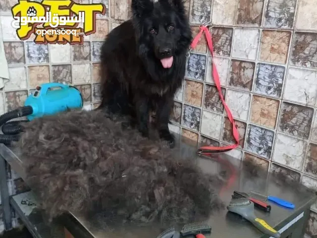 تحميم كلاب... Grooming..اقل الاسعار