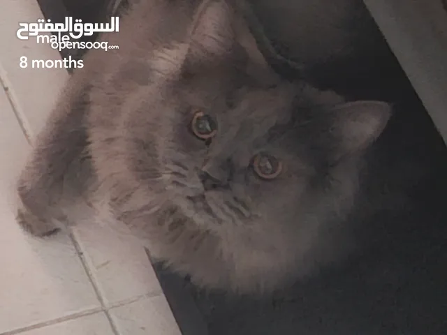 قطط للتبني